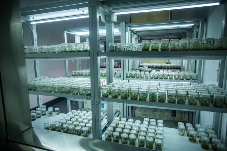 生物育種,資源定向培育,油脂綠色加工,裝備制造等工程領(lǐng)域的高新技術(shù)