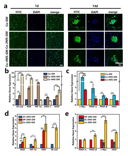 上海硅酸鹽所在無機材料結合多細胞生物3d打印用于毛發再生方面取得重要研究進展