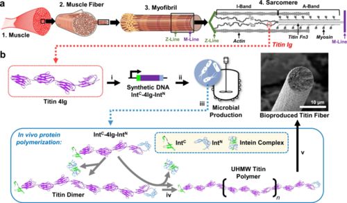 合成生物學新型高分子材料 更強更韌，有望替代高端石油基材料