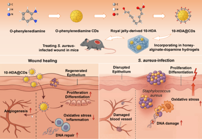 蜂源納米水凝膠 中國農科院蜜蜂研究所助力傷口修復技術革新